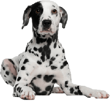 animals & dalmatian free transparent png image.