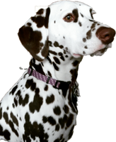 animals & dalmatian free transparent png image.