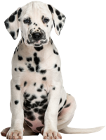 animals & dalmatian free transparent png image.