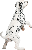 animals & Dalmatian free transparent png image.