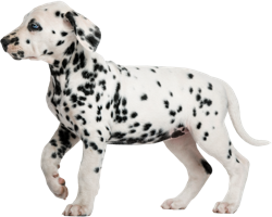 animals & dalmatian free transparent png image.