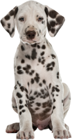 animals & dalmatian free transparent png image.