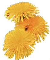 flowers & dandelion free transparent png image.