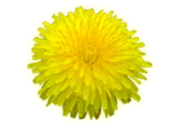 flowers & Dandelion free transparent png image.