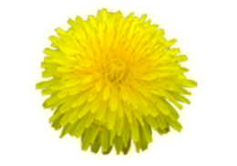 flowers & dandelion free transparent png image.