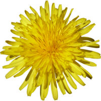 flowers & Dandelion free transparent png image.