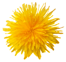 flowers & dandelion free transparent png image.