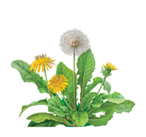 flowers & Dandelion free transparent png image.