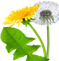 flowers & Dandelion free transparent png image.