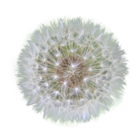 flowers & dandelion free transparent png image.