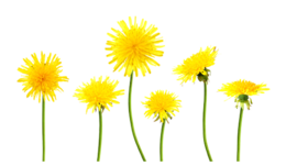 flowers & dandelion free transparent png image.