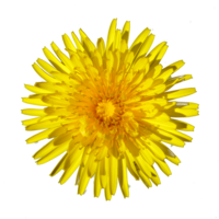 flowers & dandelion free transparent png image.