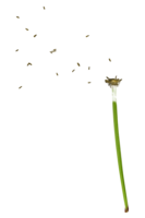 flowers & Dandelion free transparent png image.