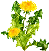 flowers & Dandelion free transparent png image.