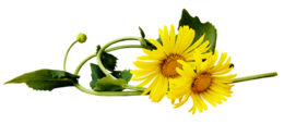 flowers & dandelion free transparent png image.