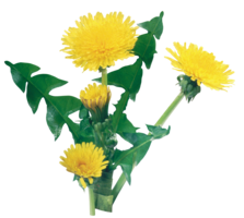 flowers & dandelion free transparent png image.