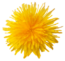 flowers & Dandelion free transparent png image.