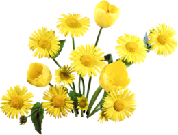 flowers & dandelion free transparent png image.