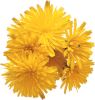 flowers & Dandelion free transparent png image.