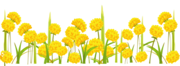 flowers & Dandelion free transparent png image.