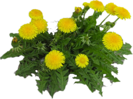 flowers & Dandelion free transparent png image.