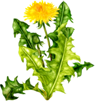 flowers & dandelion free transparent png image.