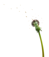 flowers & Dandelion free transparent png image.