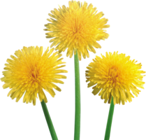 flowers & Dandelion free transparent png image.