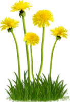 flowers & dandelion free transparent png image.