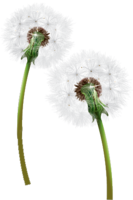 flowers & Dandelion free transparent png image.
