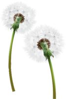 flowers & dandelion free transparent png image.