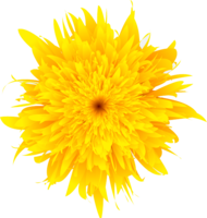 flowers & Dandelion free transparent png image.