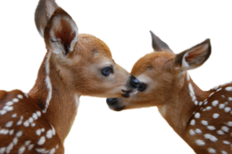 animals & Deer free transparent png image.