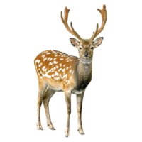 animals & Deer free transparent png image.