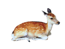 animals & Deer free transparent png image.