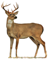 animals & deer free transparent png image.