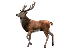 animals & Deer free transparent png image.