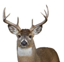 animals & Deer free transparent png image.