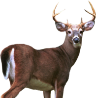 animals & Deer free transparent png image.