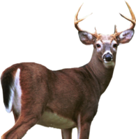 animals & deer free transparent png image.