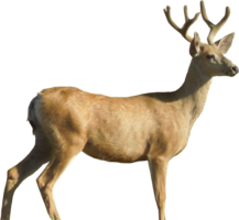 animals & Deer free transparent png image.