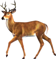 animals & Deer free transparent png image.