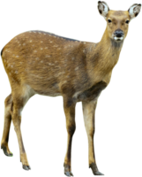 animals & Deer free transparent png image.