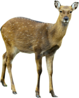 animals & deer free transparent png image.