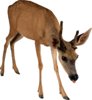 animals & Deer free transparent png image.