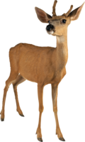 animals & Deer free transparent png image.