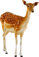 animals & Deer free transparent png image.