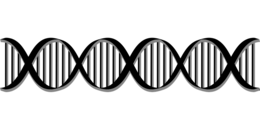 miscellaneous & DNA free transparent png image.