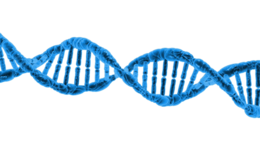 miscellaneous & DNA free transparent png image.