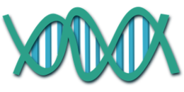 miscellaneous & DNA free transparent png image.